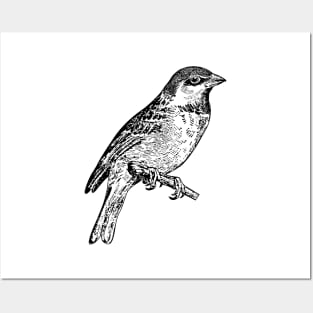 Bird Sparrow Hand Drawn Posters and Art